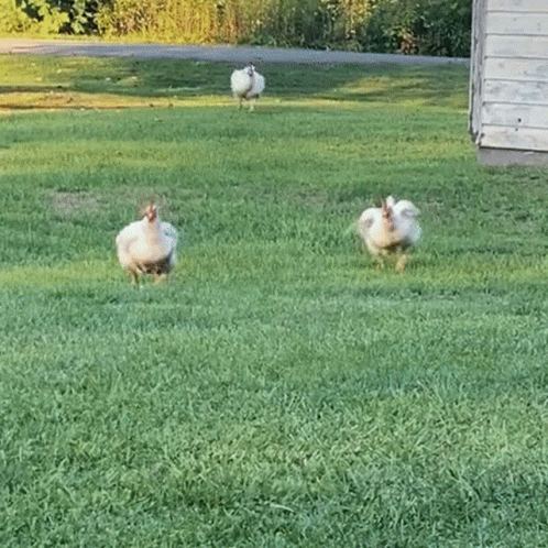 Three Chicken Run Approach GIF