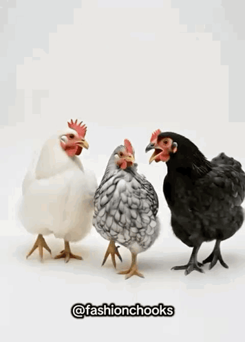 Three Chickens One Black GIF
