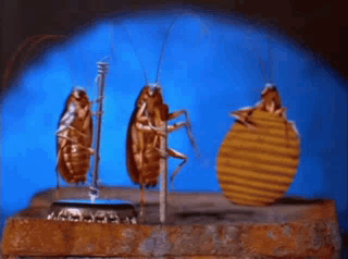 Three Cockroaches Are Standing Next To Each Other On A Bottle Cap GIF