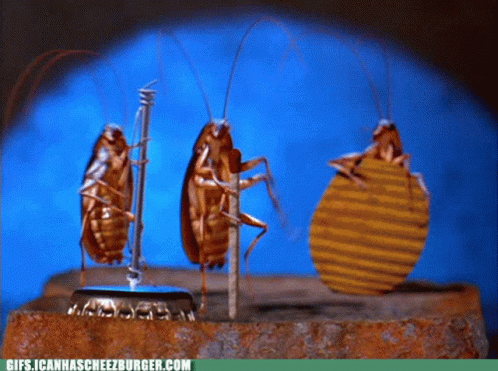 Three Cockroaches Are Standing Next To Each Other On A Bottle Cap With The Website Gifs.icanhascreezburger GIF