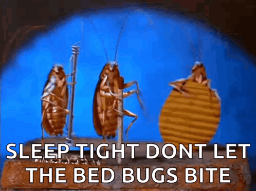 Three Cockroaches Are Standing Next To Each Other On A Brick With The Words Sleep Tight Dont Let The Bed Bugs Bite . GIF