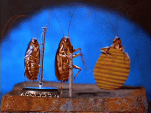 Three Cockroaches Are Standing On A Bottle Cap With A Blue Background GIF