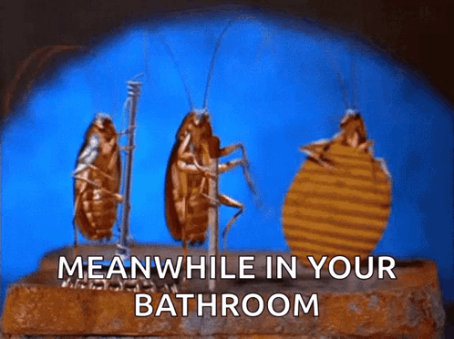 Three Cockroaches Standing On A Brick With The Words Meanwhile In Your Bathroom GIF