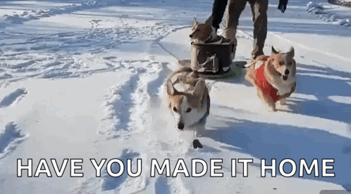 Three Corgi Dogs Are Pulling A Sled In The Snow With The Words Have You Made It Home Above Them GIF