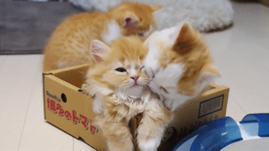 kittens playing gif