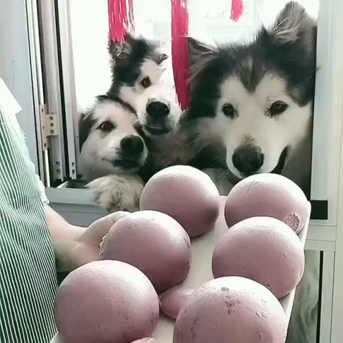 Three Dogs Are Looking Out A Window At A Bunch Of Balls GIF