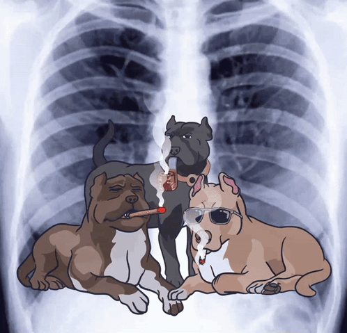 Three Dogs Are Smoking Cigarettes In Front Of An X-Ray Of A Chest GIF