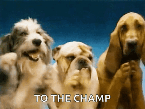 Three Dogs Are Standing Next To Each Other And The Words To The Champ Are Visible GIF