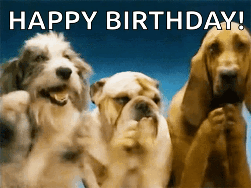 Three Dogs Happy Birthday