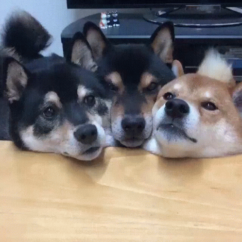 Three Dogs Laying Heads on Table