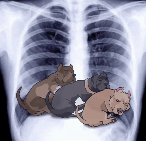 Three Dogs Lying on X-Ray