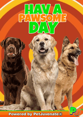Three Dogs Sitting Next To Each Other On A Poster That Says " Have A Pawsome Day " GIF