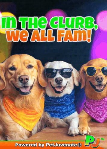 Dogs With Bandanas And Sunglasses In Club GIF