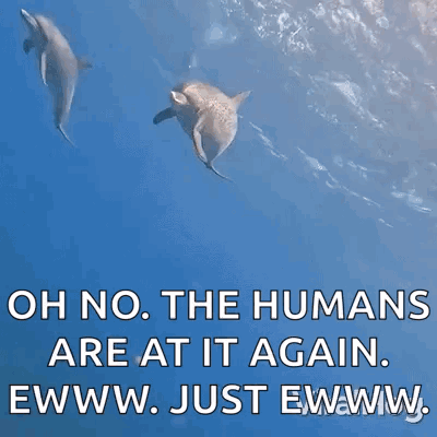 Three Dolphins Are Swimming In The Ocean With The Caption Oh No The Humans Are At It Again Ewww Just Ewww . GIF