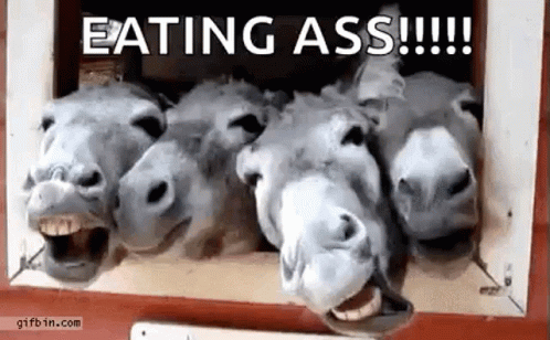 Three Donkeys Standing Eating