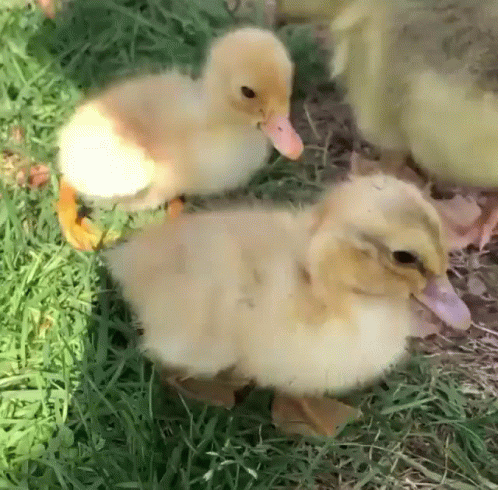 Three Ducklings Are Standing In The Grass And One Has A Red Beak GIF