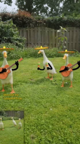 Three Ducks Wearing Sombrero And Playing Guitars In A Grassy Field GIF