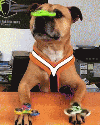 Three Fidget Spinner On Puggle's Body GIF