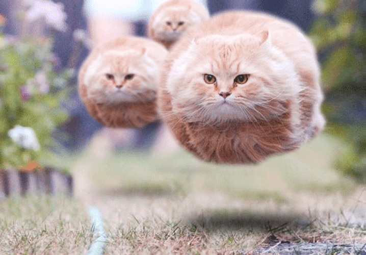 Three Floating Fat Cats GIF