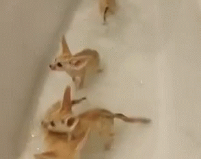 Three Foxes Playing In Bathtub With Bubbles GIF