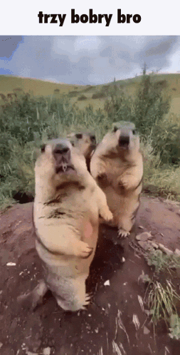Three Ground Squirrels Standing with Trzy Bobby Bro