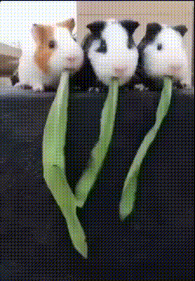 three guinea pigs are eating a green leaf together