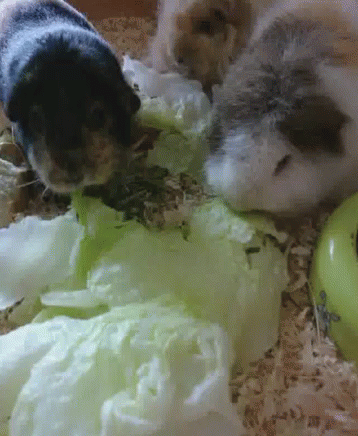 Three Guinea Pigs Are Eating Lettuce And Apples Together GIF