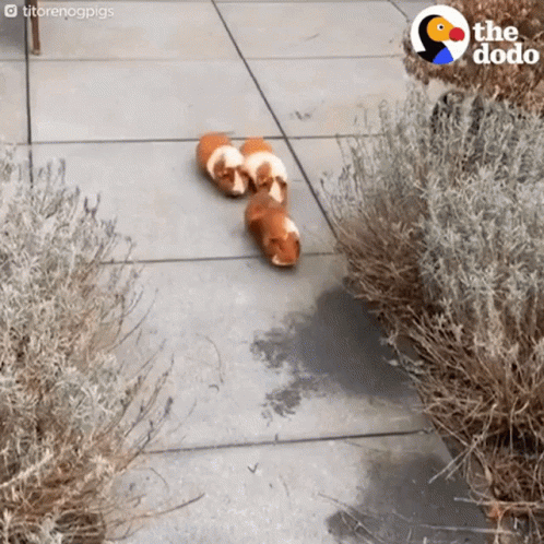 Three Guinea Pigs Walking Down Sidewalk With Dodo Logo GIF