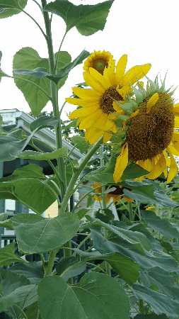 Three-headed Sunflower GIF