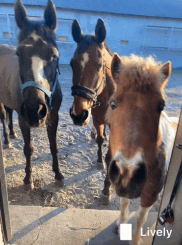 Three Horses Standing Lively GIF