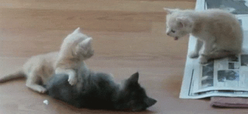Three Kittens Are Playing With A Newspaper On The Floor GIF