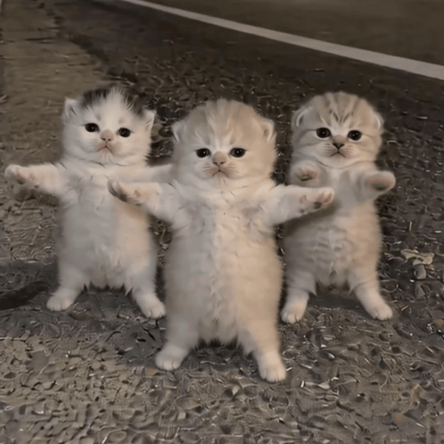 Three Kittens Are Standing Next To Each Other With Their Paws Outstretched GIF