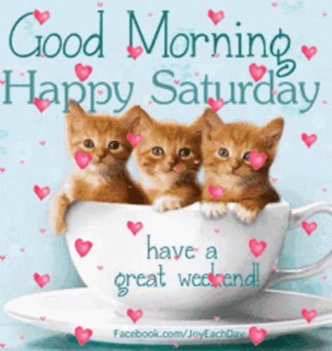 Three Kittens in Cup Good Morning Saturday