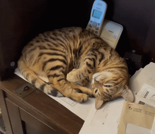 Three Kittens Singing Playing Instruments Good Morning Wishing You A Lovely Day GIF