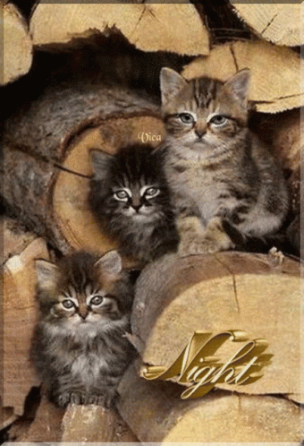 Three Kittens Sitting On Logs Saying Night GIF