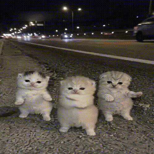 Three Kittens Standing by Road