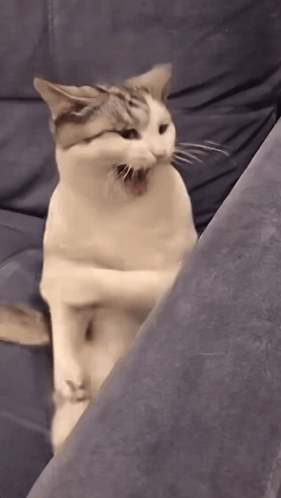 Three Kittens Standing On Sidewalk With TikTok GIF
