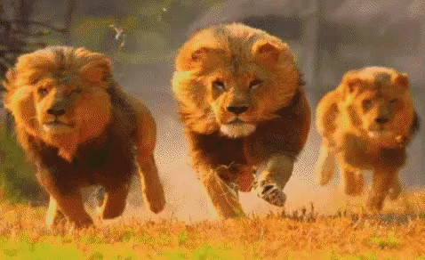 Three Lion Cubs Are Running In A Field GIF