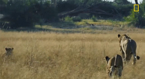 Three Lions Are Running In A Field With A National Geographic Logo On The Bottom Right GIF