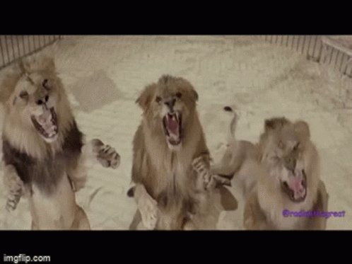 Three Lions Are Standing In The Sand With Their Mouths Open . GIF