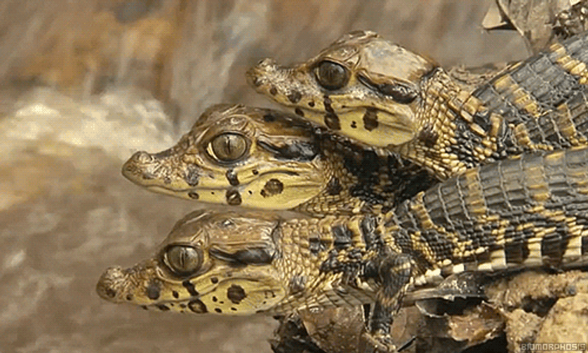 Three Little Alligator Beside Waterfalls GIF