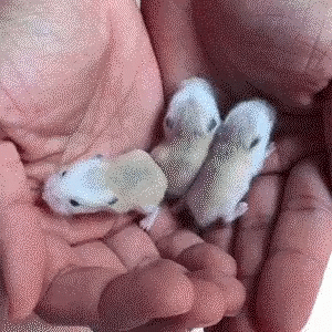Three Little New Born Mouse GIF