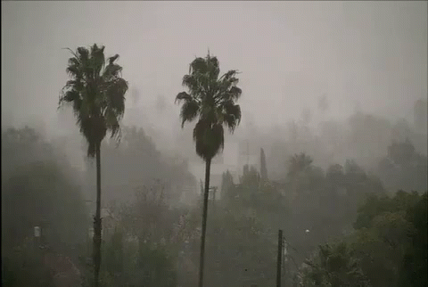 Three Palm Trees Are Silhouetted Against A Foggy Sky GIF