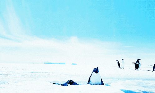 Three Penguins Are Standing In The Snow With Their Wings Spread GIF