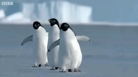 Three Penguins Are Standing Next To Each Other On A Snowy Beach . GIF
