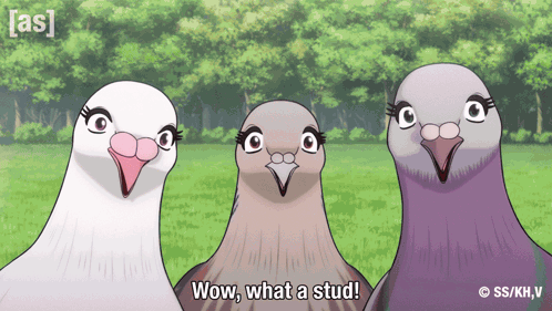 three pigeons are standing next to each other with the words wow what a stud