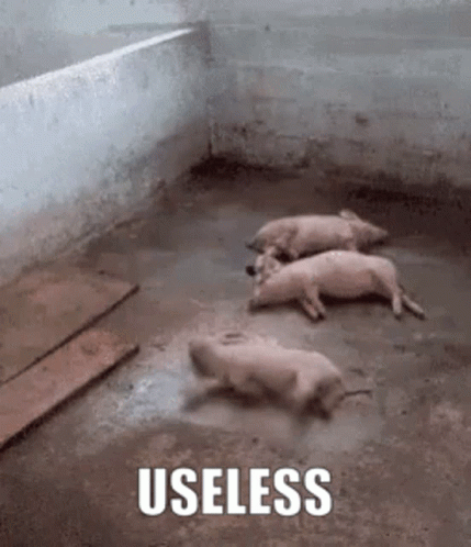 Three Pigs Are Laying On The Ground In A Dirty Room With The Words Useless Written On The Bottom . GIF