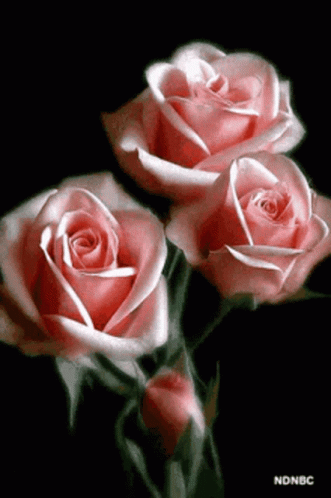 Three Pink Roses Are On A Black Background GIF