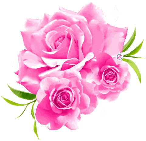Three Pink Roses with Green Leaves