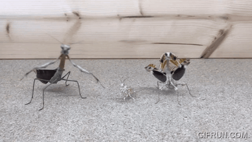 Three Praying Mantises Standing Together With Gifrun Watermark